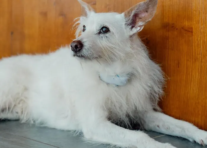 Apartamento Equitare Rural Na Serra De Lousã Miranda do Corvo